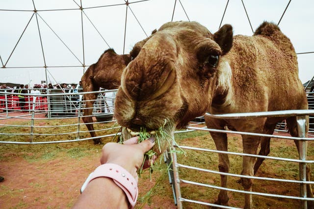 Camels are judged by the shape of their head, height, size of ears, noses and more