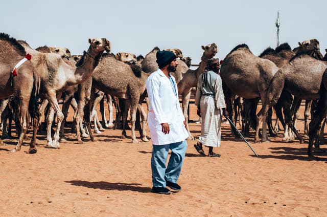 Inside Saudi Arabia S Camel Beauty Pageant The Independent The Independent