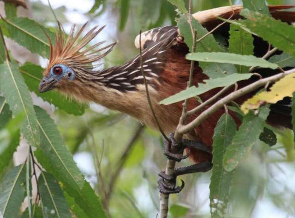 A Hoatzin keeps an eye on ecotourists in the Madre de Dios