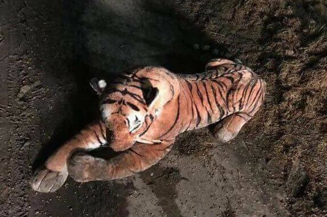 Armed officers were called to a farm after reports that a tiger was on the loose