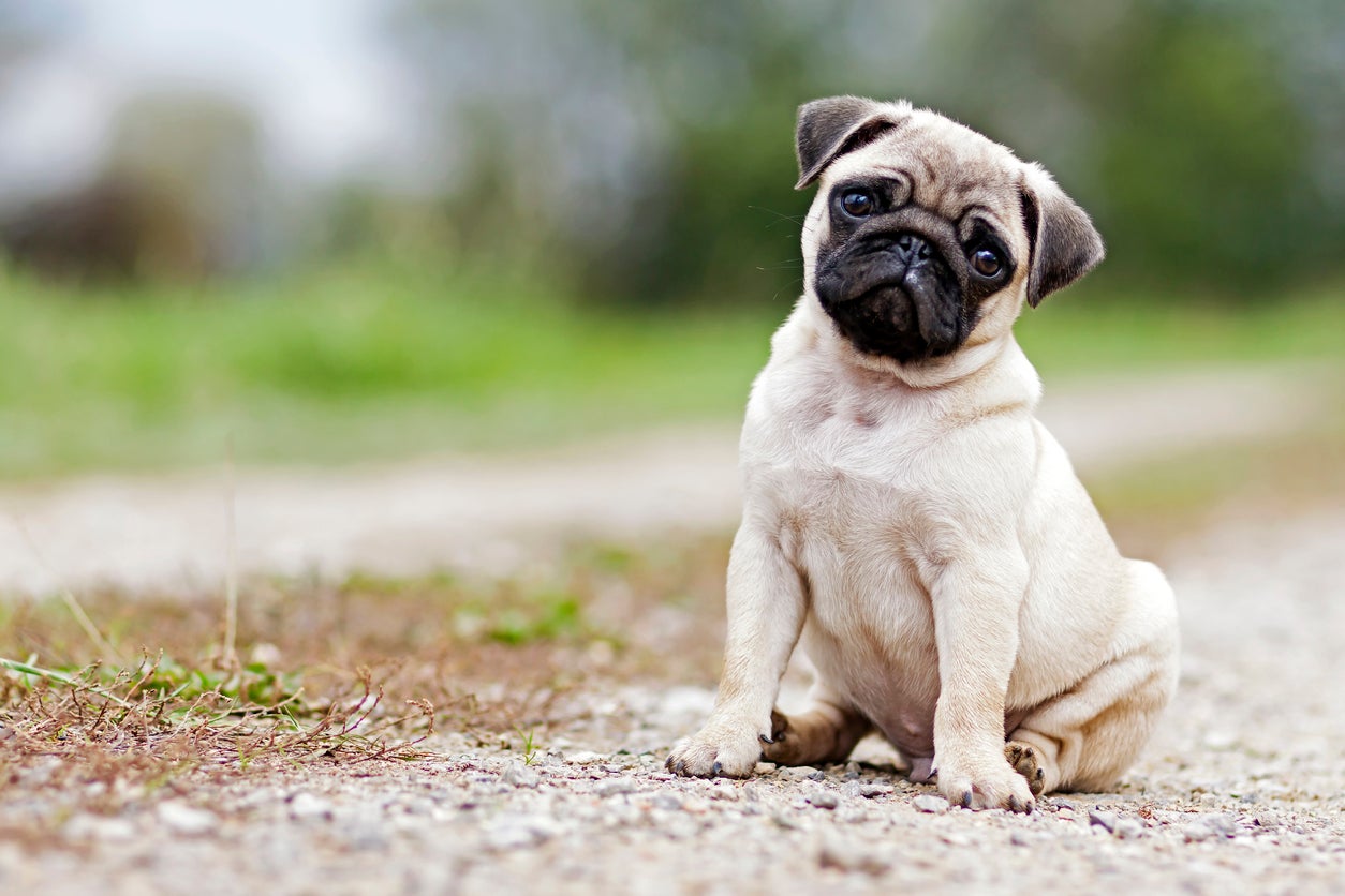 One in three pugs may suffer from walking problems, study finds ...