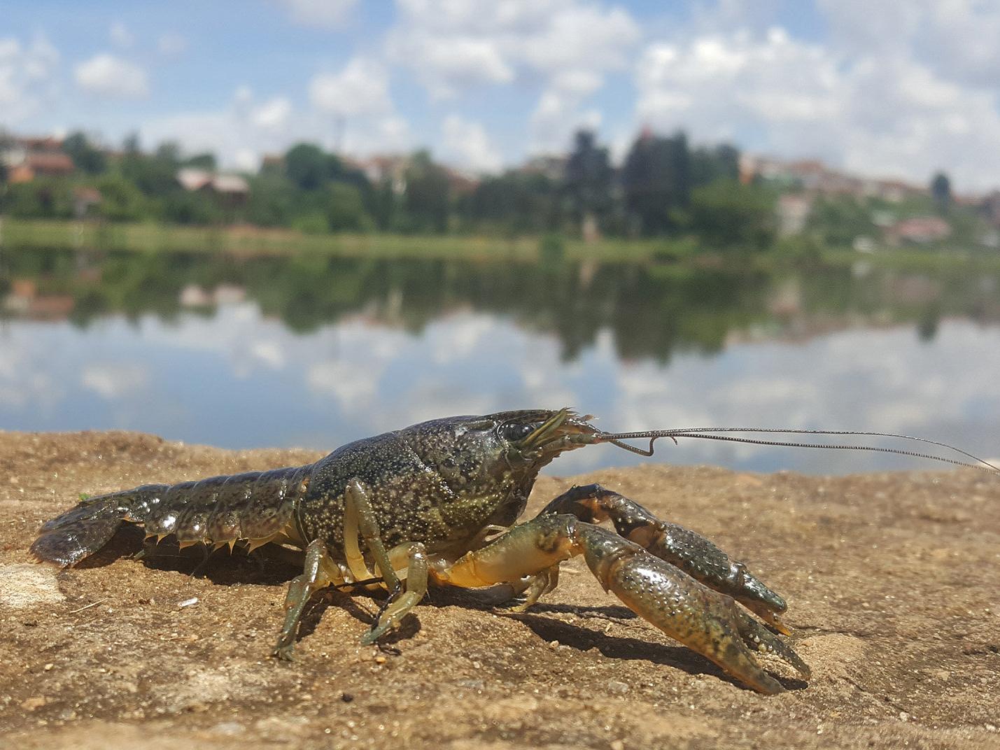 The marbled crayfish only emerged as a new species in the 1990s, but since then it has spread around the world by cloning itself