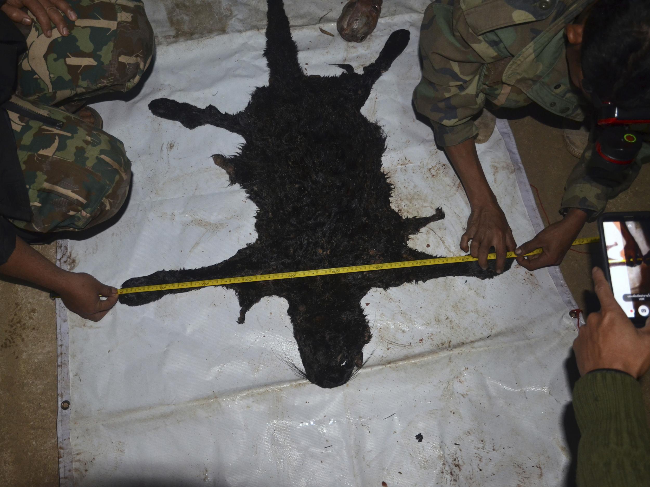 Officials measure the pelt of a black panther in the Thungyai Naresuan Wildlife Sanctuary