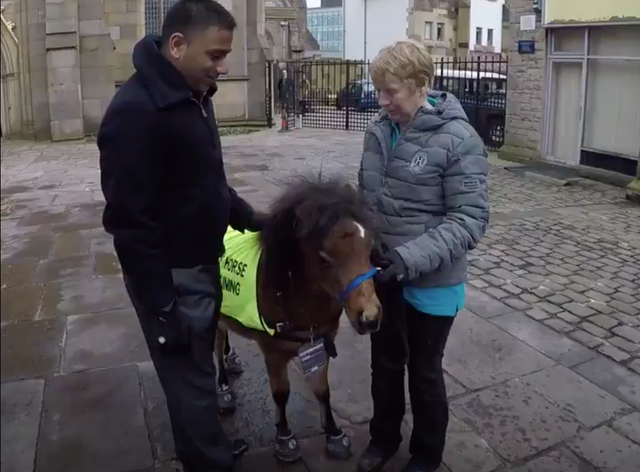 Digby the eight-month-old guide horse, with Mohammed Salim Patel (L) and trainer Katy Smith