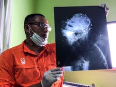 Orangutan dies after being shot 130 times with air gun