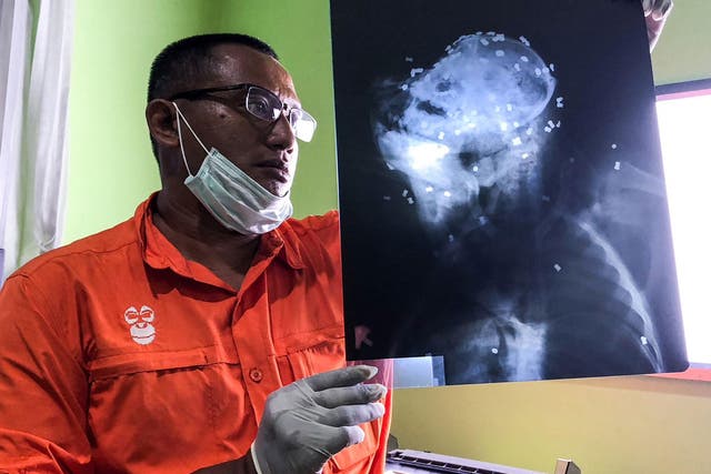 Hardi Baktiantoro, principal of the Centre for Orangutan Protection (COP), holds an x-ray showing air rifle pellets lodged in the head and body of the orangutan during its autopsy in East Kalimantan, Indonesia