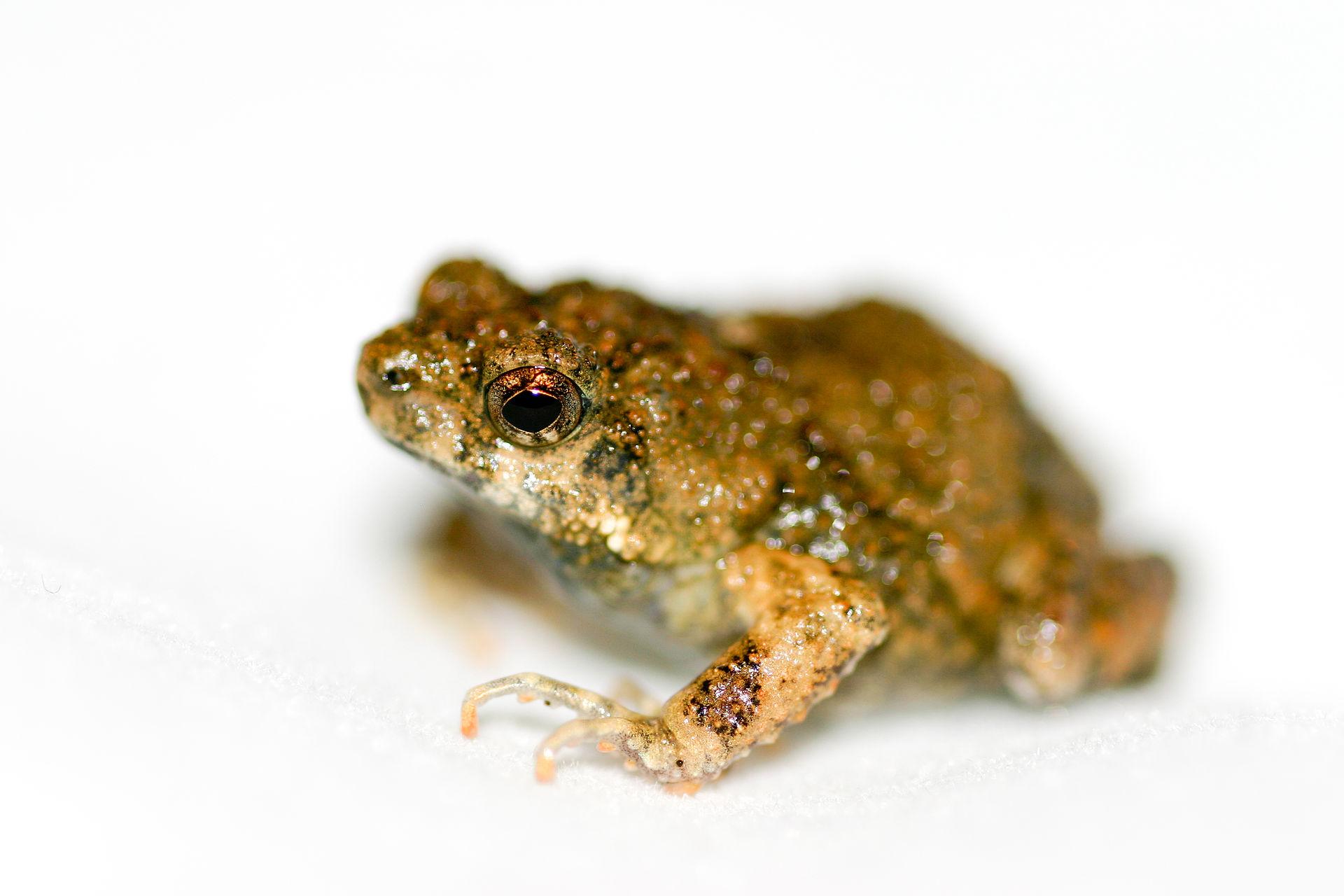 Behind the túranga frog’s sophisticated number sense, scientists have found, are specialised cells located in the amphibian midbrain