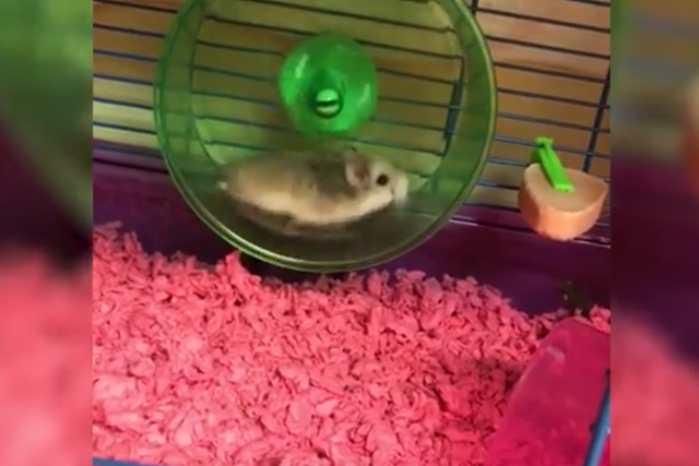 Pebbles pictured playing on its wheel