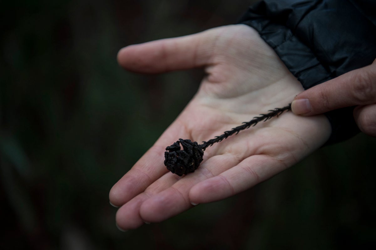 Burns holds a redwood pine cone