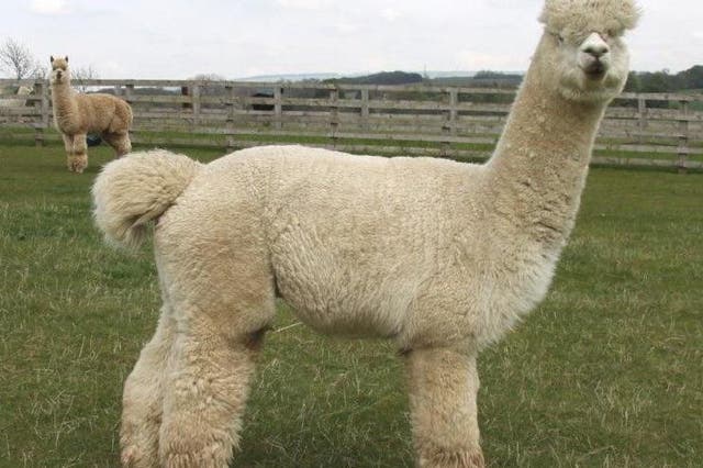 Herts Alpacas said around 65 of its animals were at the farm when the dogs "invaded"