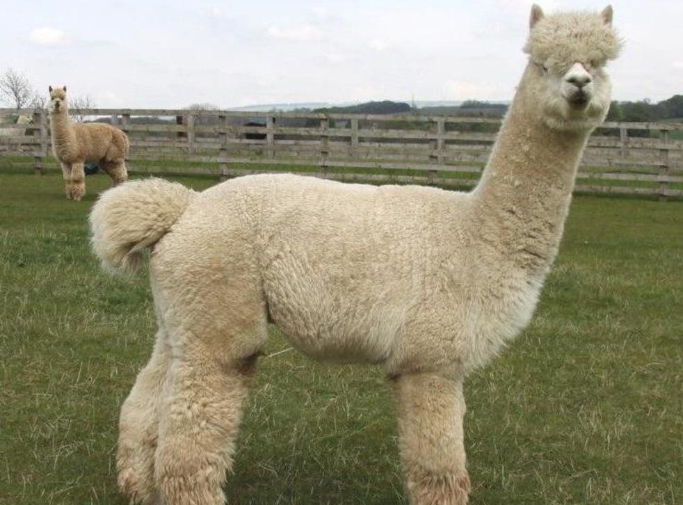 Herts Alpacas said around 65 of its animals were at the farm when the dogs "invaded"