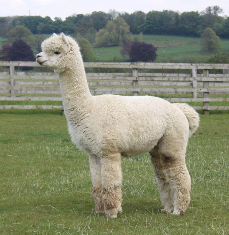 The farm breeds alpacas and sells the animals and their fleeces
