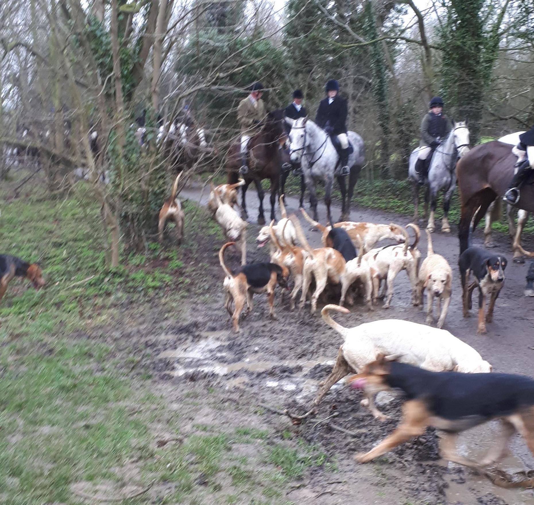Puckeridge Hunt said the trail its hounds were following “must have drifted” into the farm