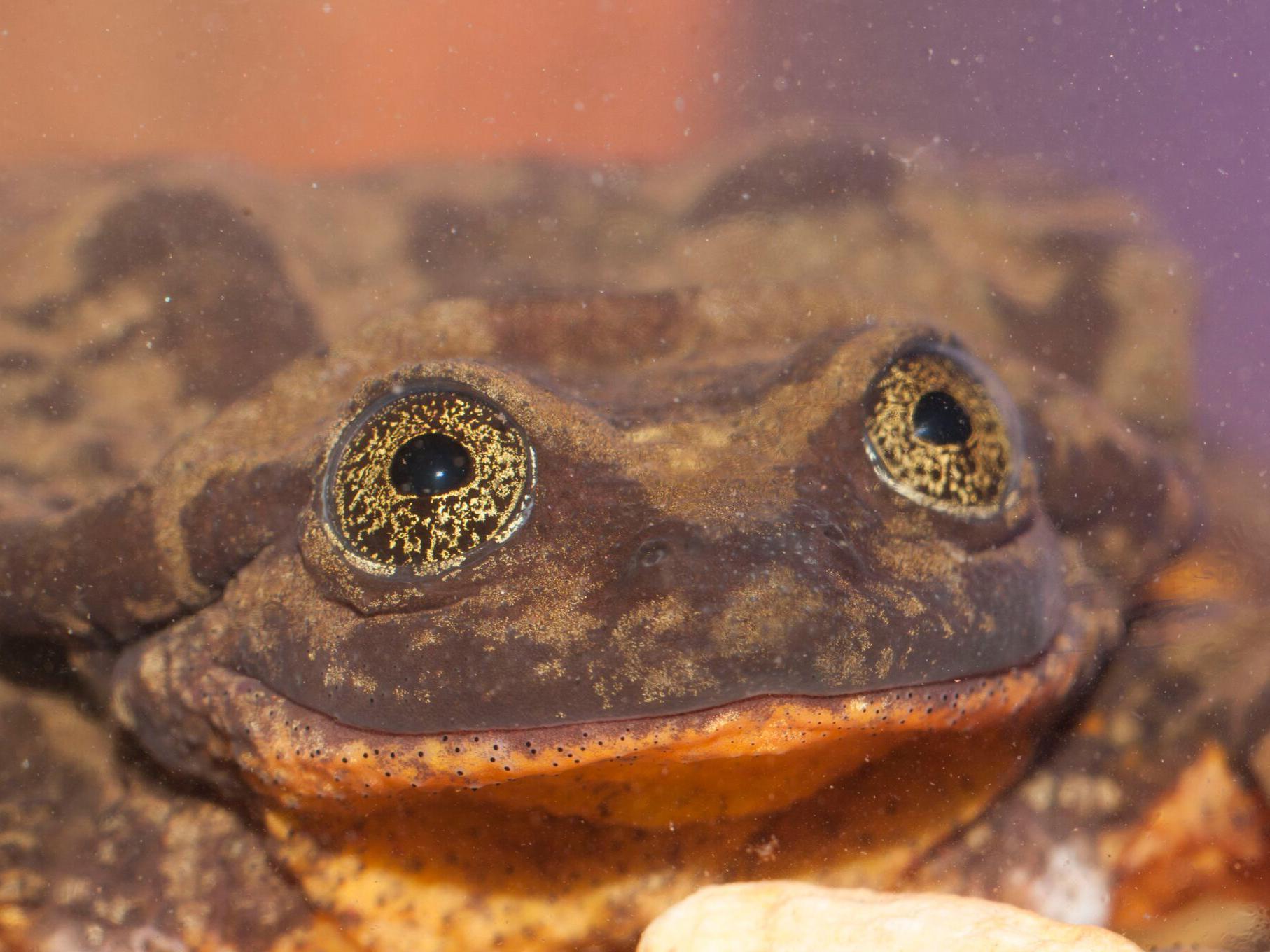 Extremely endangered frog has online dating profile created by