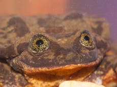 Endangered frog has online dating profile created by scientists