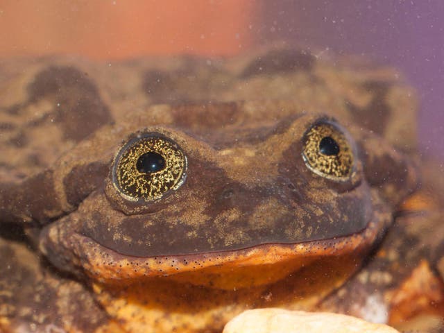 The face of Romeo the frog, the only known Sehuencas water frog in the world