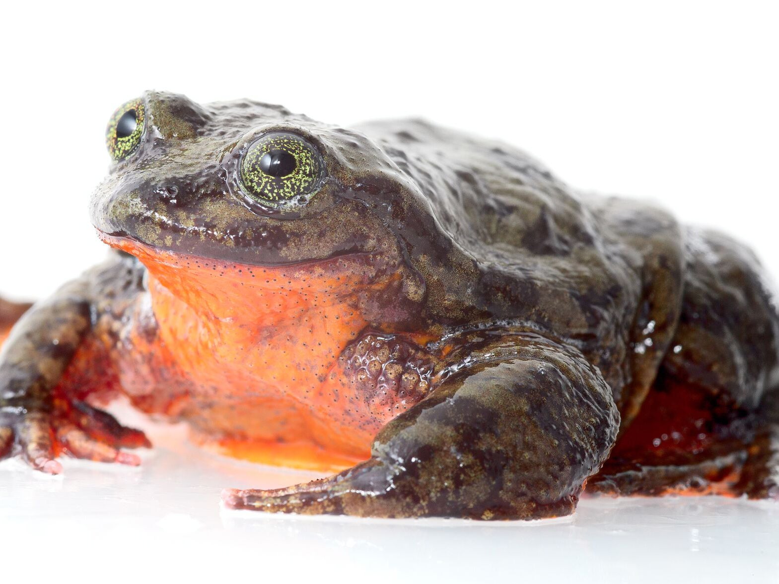 Romeo, the only known Sehuencas water frog in the world (Dirk Ercken and Arturo Muñoz)