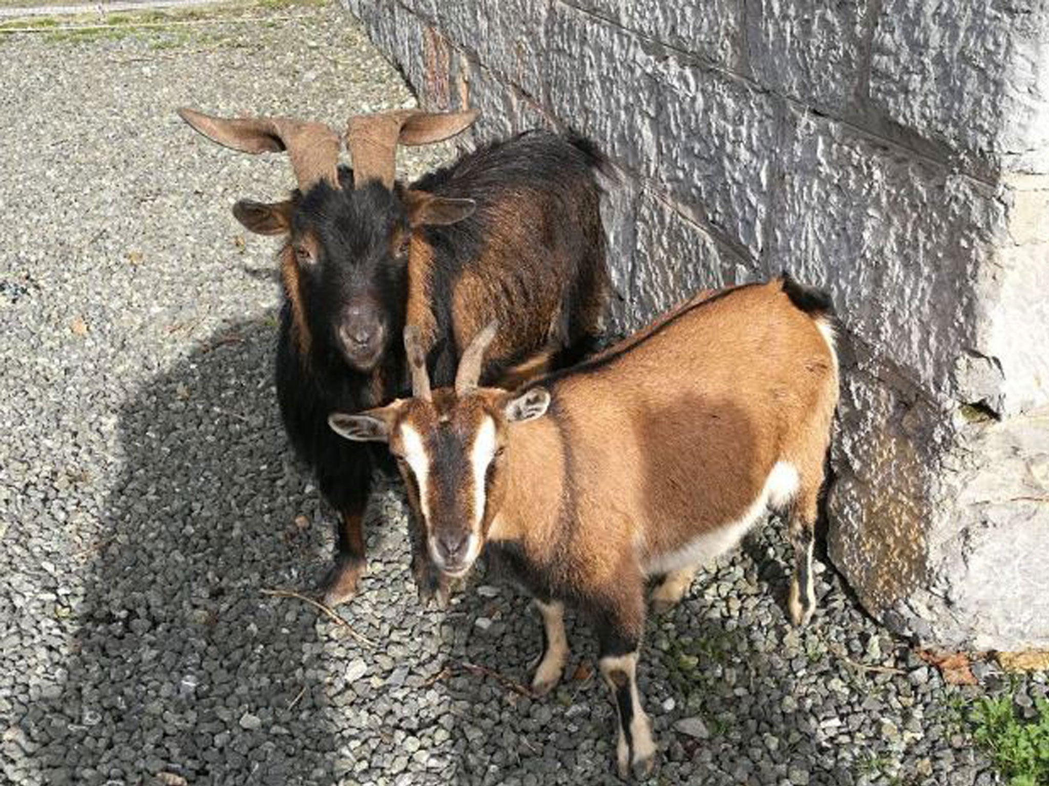 The goats have lived wild on the island of Palmaria off the coast of Liguria in northern Italy since the 1960s