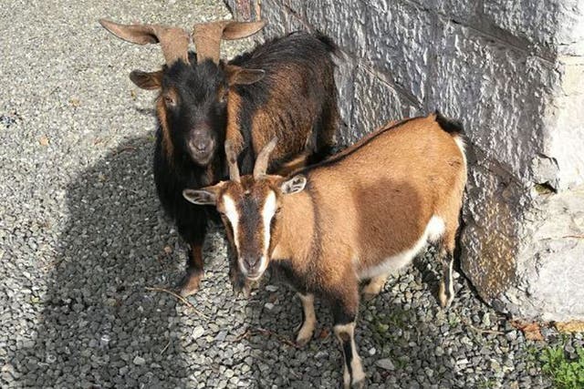 The goats have lived wild on the island of Palmaria off the coast of Liguria in northern Italy since the 1960s
