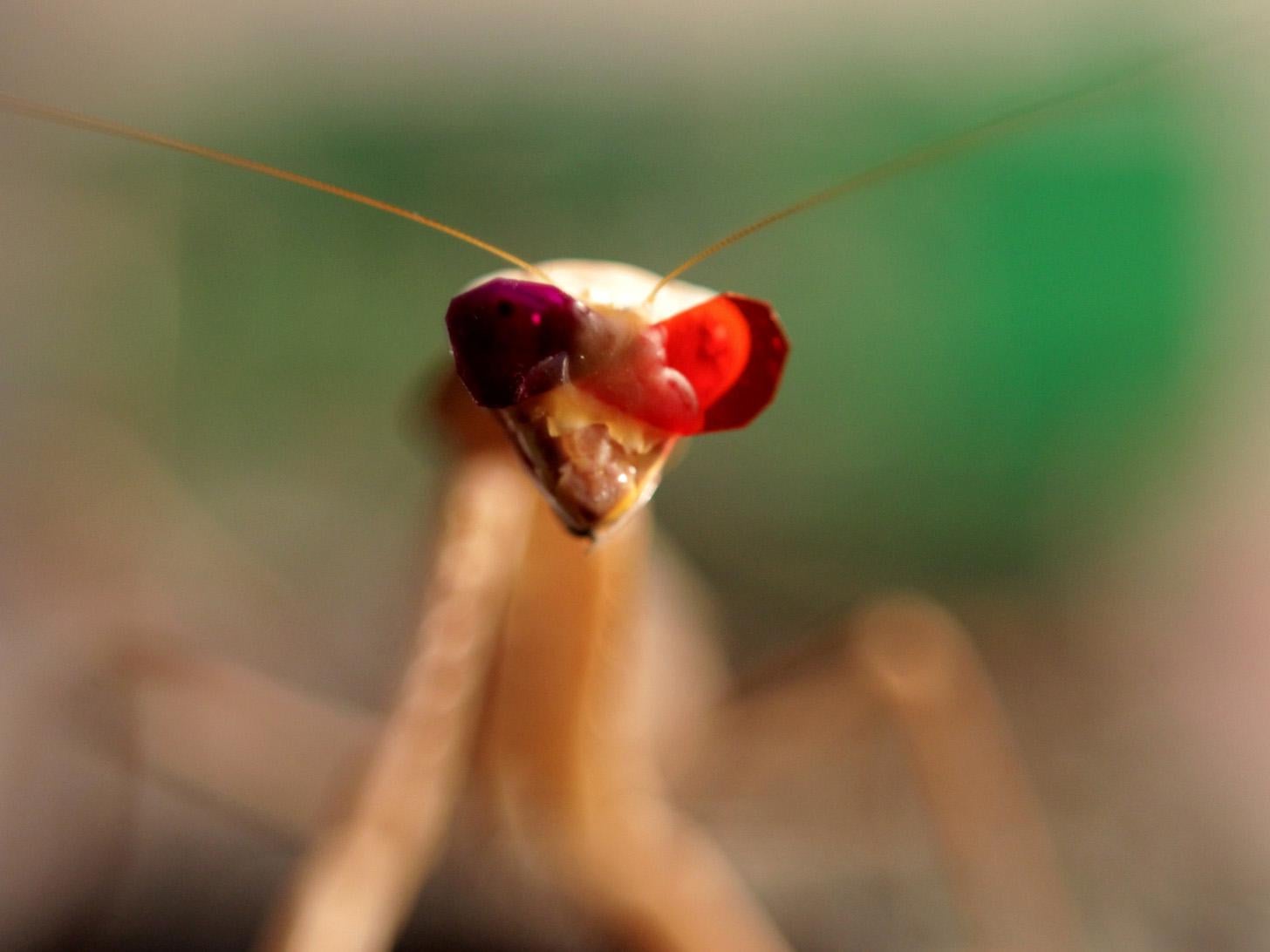 A praying mantis fitted with miniature 3D glasses in a research facility at Newcastle University