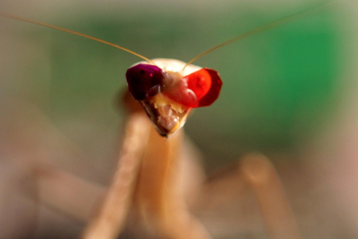 Scientists make tiny 3D glasses for insects to understand how they see ...