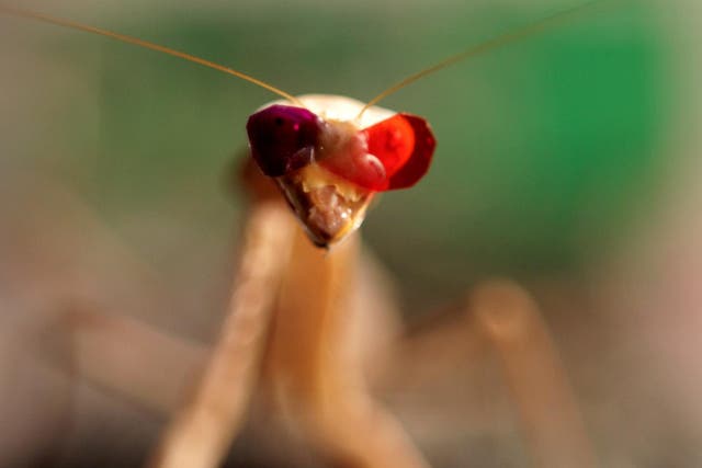 A praying mantis fitted with miniature 3D glasses in a research facility at Newcastle University