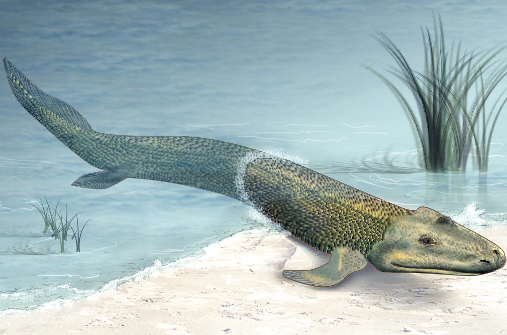 Tiktaalik may look like a normal fish, but joints allowed it to support itself on its front fins