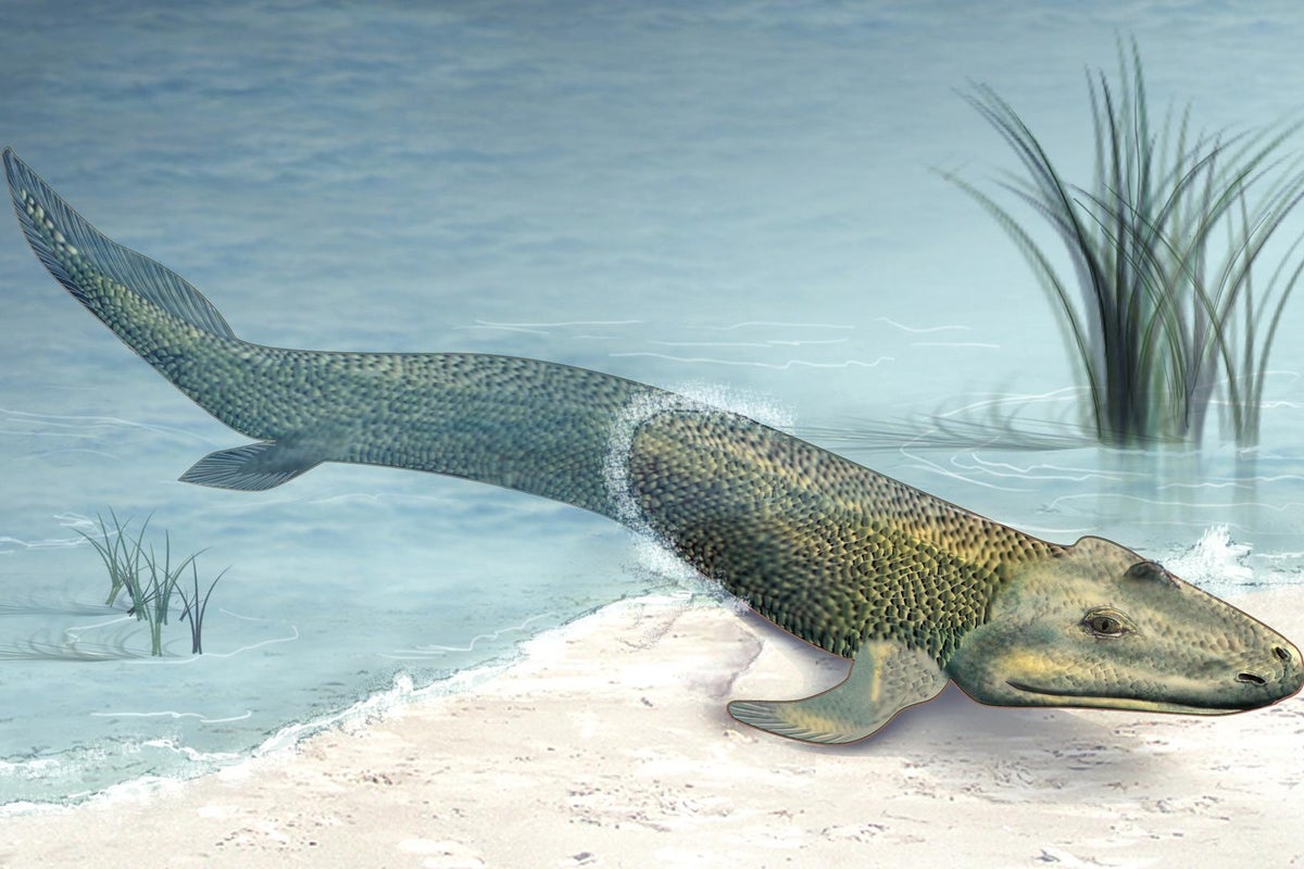 'Walking' fish could help scientists to understand how we left the ...