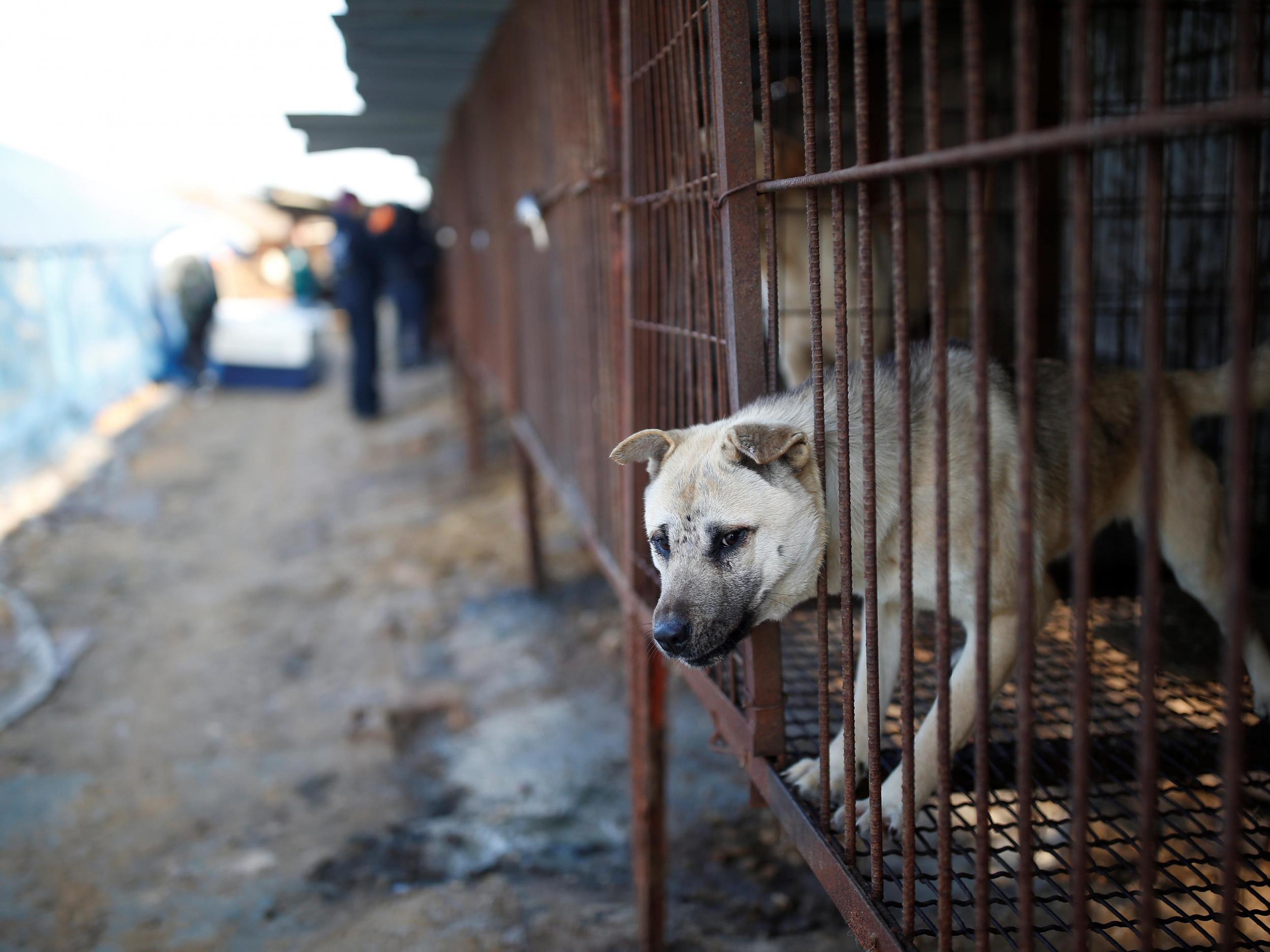 A dog is pictured in a cage at a canine meat farm in Wonju, South Korea, 10 January 2017.