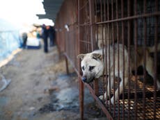 Pyeongchang restaurants refuse to stop serving dog meat