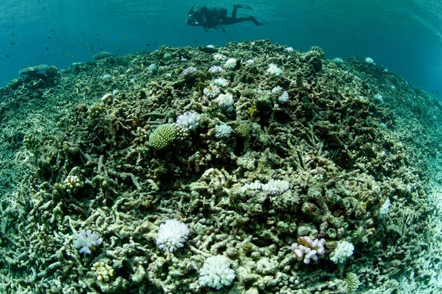 Coral reefs and their benefits have declined by half since the