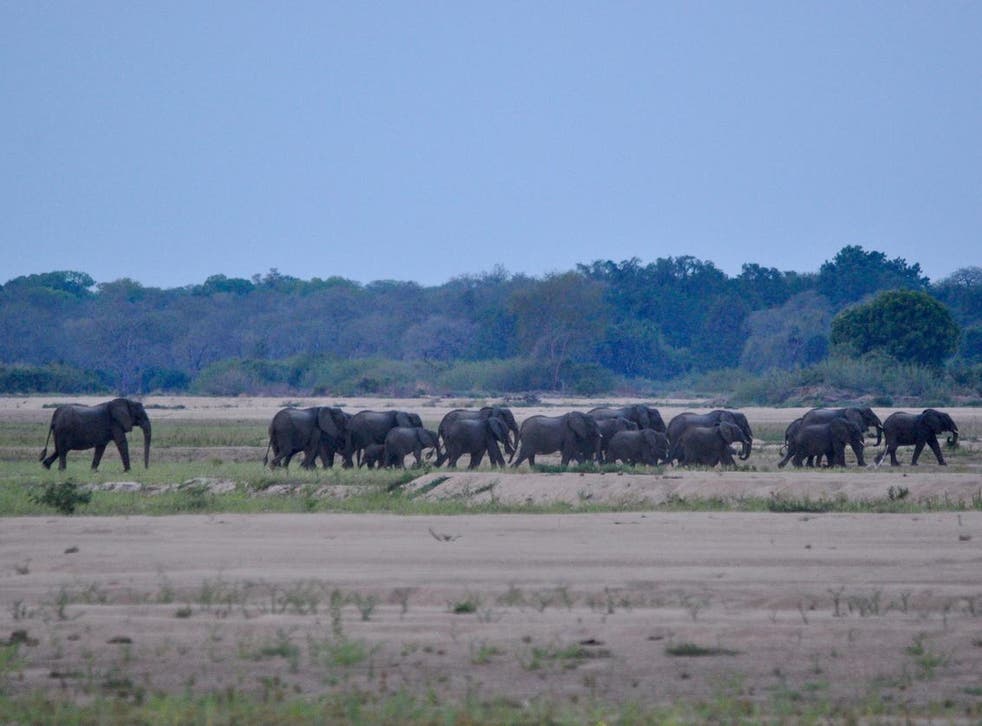 A herd of elephants in Mozambique's Niassa National Reserve