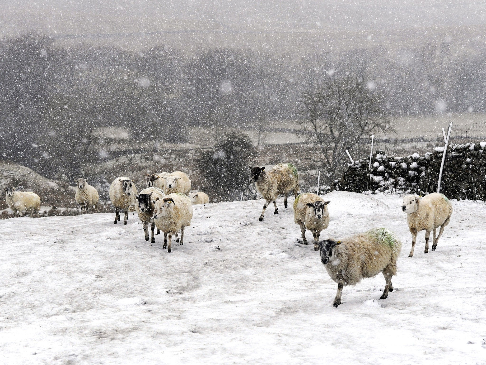 Sheep in heavy snow near Hawes in the Yorkshire Dales, as forecasters have issued a series of yellow weather warnings which affect large areas of the country