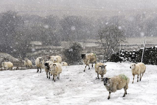 Sheep in heavy snow near Hawes in the Yorkshire Dales, as forecasters have issued a series of yellow weather warnings which affect large areas of the country