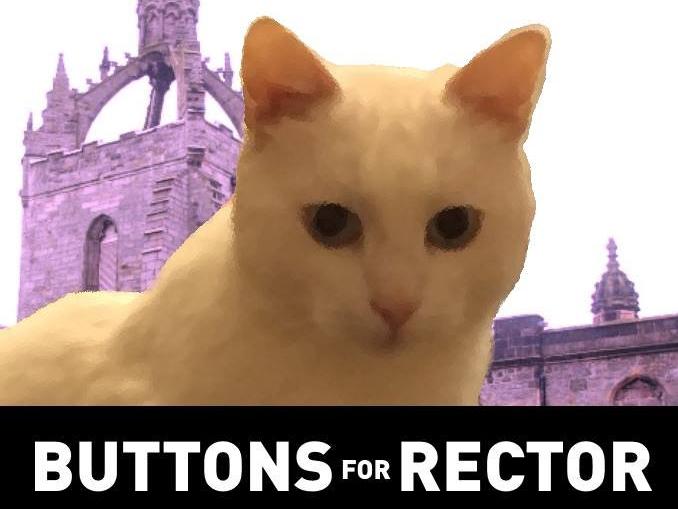 Buttons, a popular white cat who lives on the campus of the University of Aberdeen
