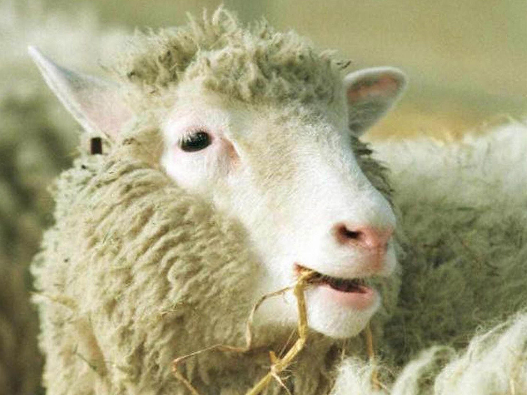 Dolly the sheep: 15 years after her death, cloning still 