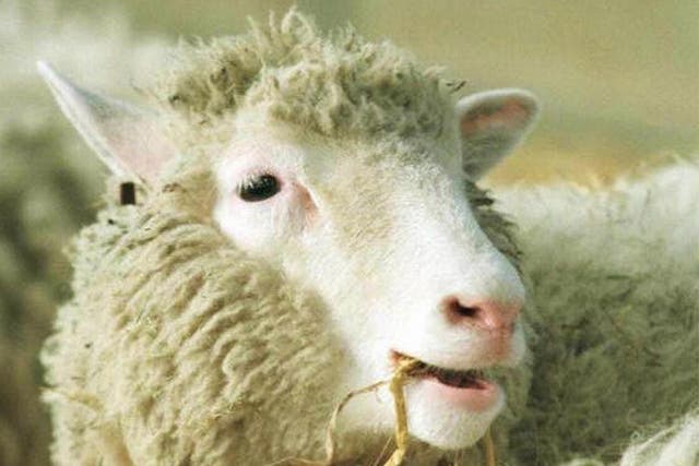 In 1996, Dolly the sheep was revealed to the world as the the first ever cloned mammal