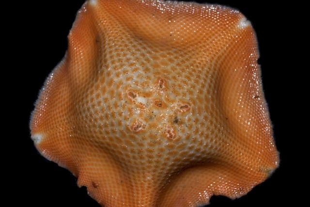 In the deep seas starfish make their own light, possibly to signal one another for mating, and they’ve evolved sophisticated eyes to see it