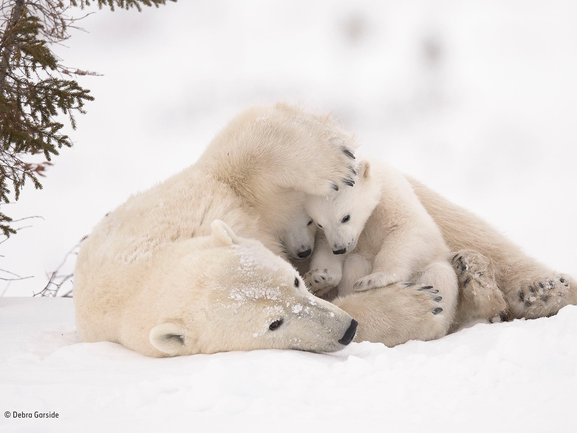 Another shortlisted photograph shows a polar bear mother and her cubs emerging from their den in early spring