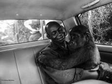 Photograph of baby gorilla in arms of man who saved her wins top prize