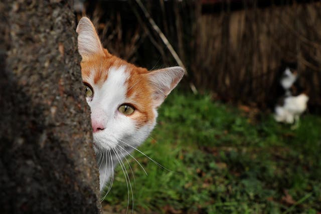 Peek-a-boo: a tree in Istanbul provides protection for a wary feline