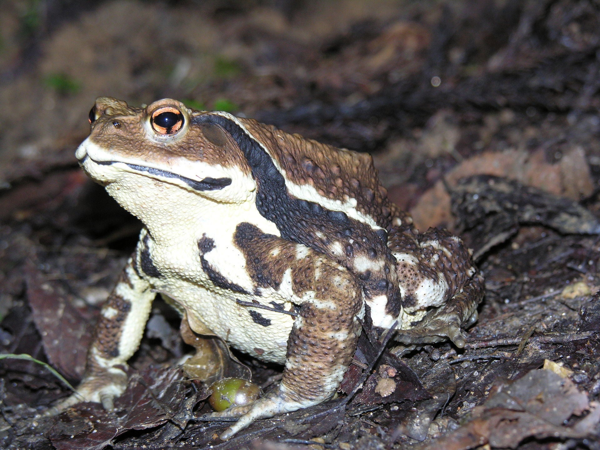 &#13;
Japanese common toad: some species are better at digesting ‘the farting bug’ than others &#13;
