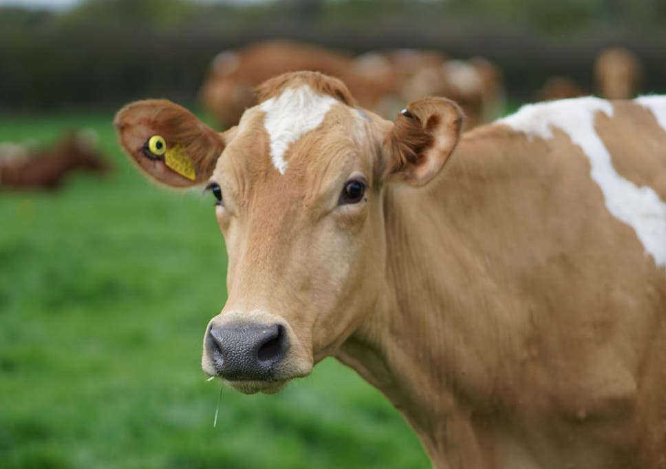 「cow」の画像検索結果