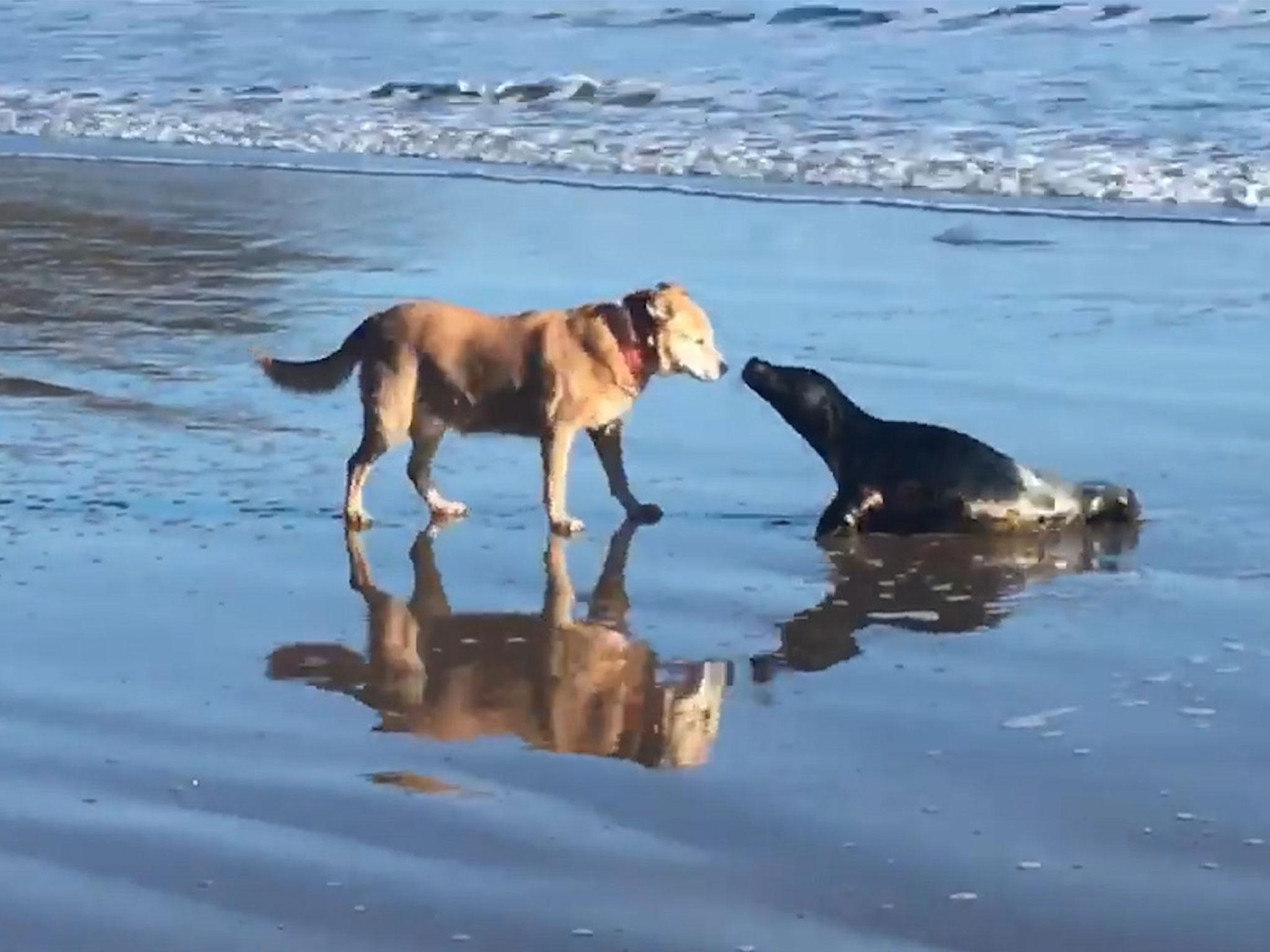 Seal emerges from the sea to share a kiss with a canine