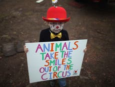 Wales may ban ‘cruel practice’ of using wild animals in circuses