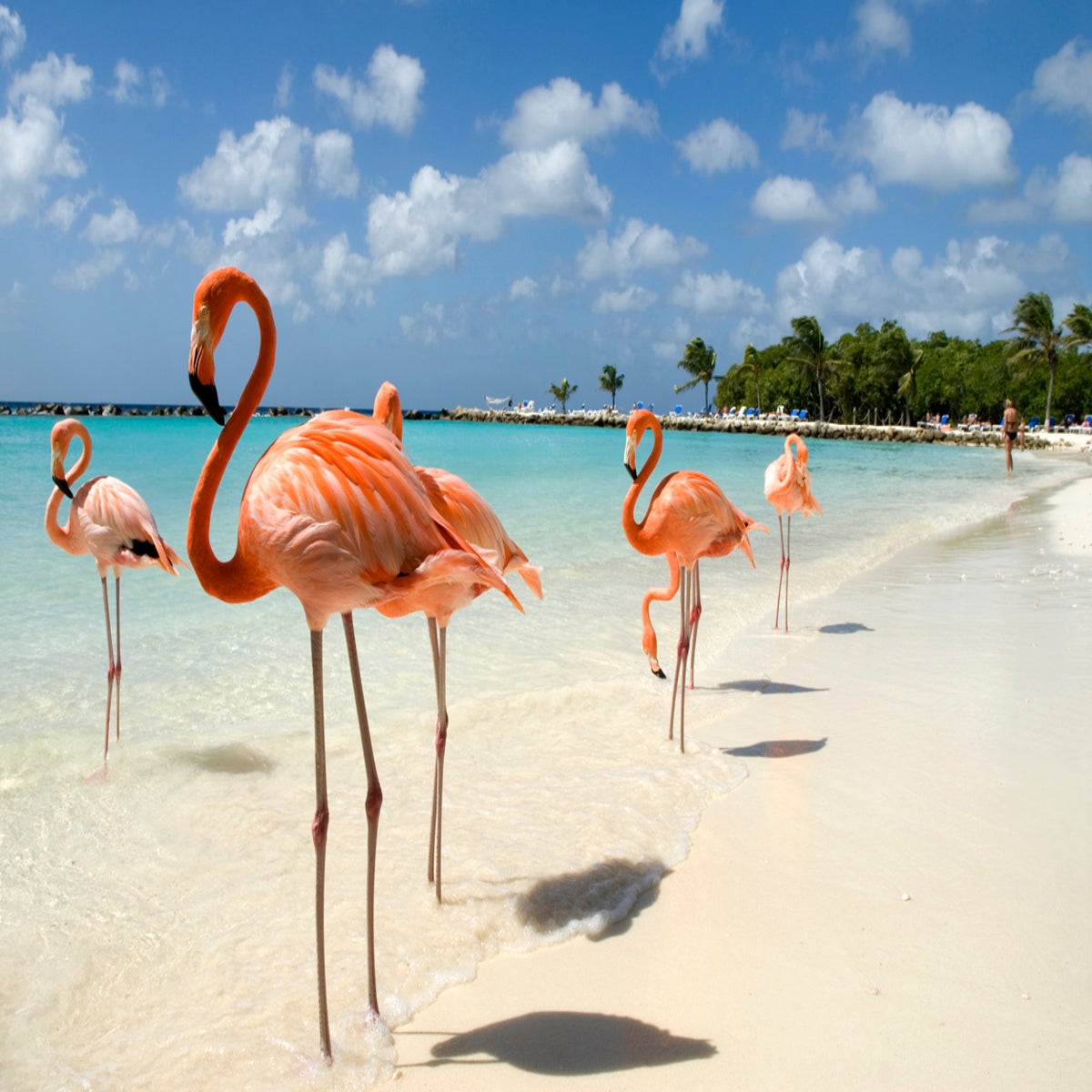 Bahamas resort recruiting for Chief Flamingo Officer | The Independent |  The Independent