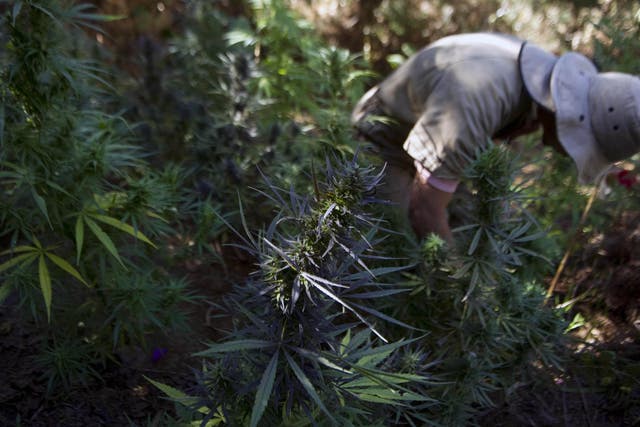 Pesticides and fertilisers used on cannabis farms have been poisoning wildlife within California's forests