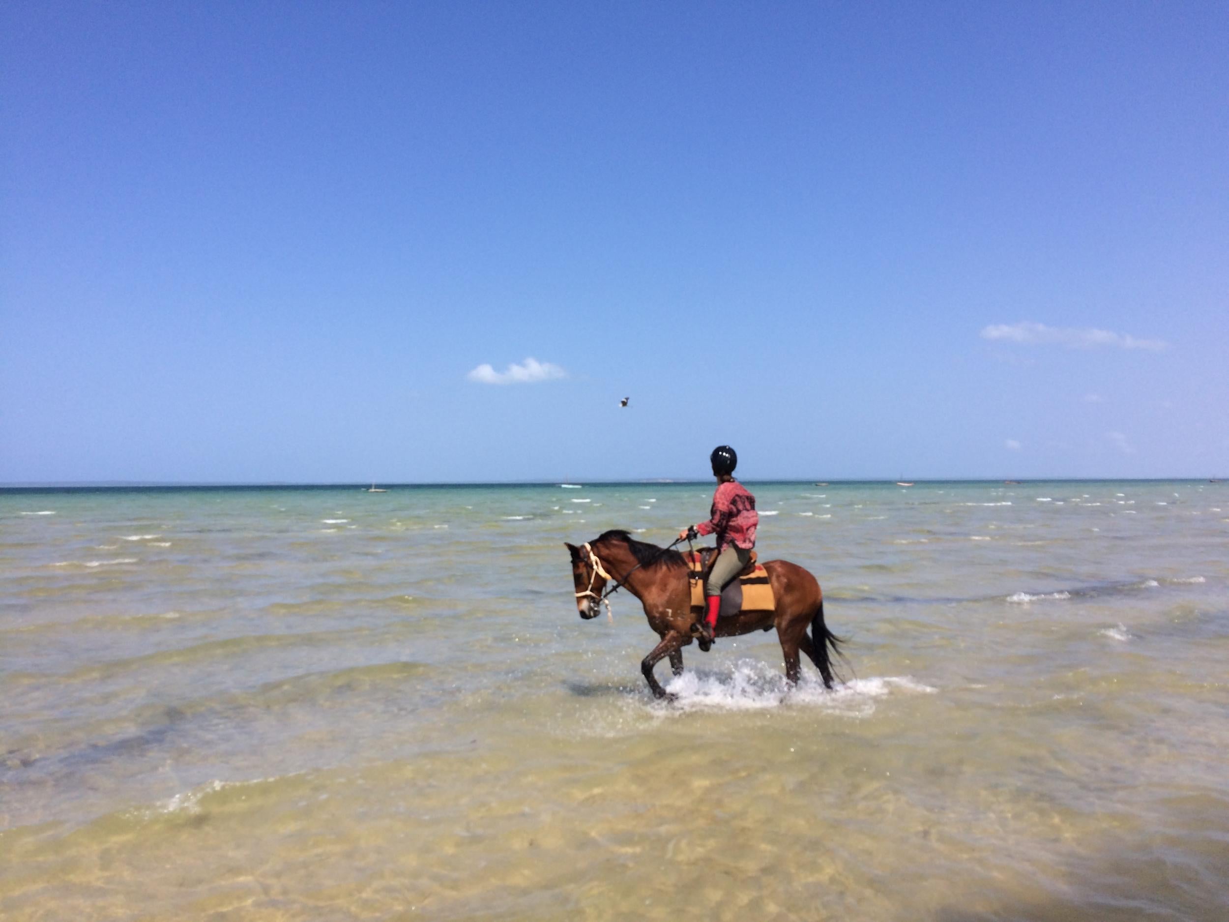 The horses bounce happily into the sea