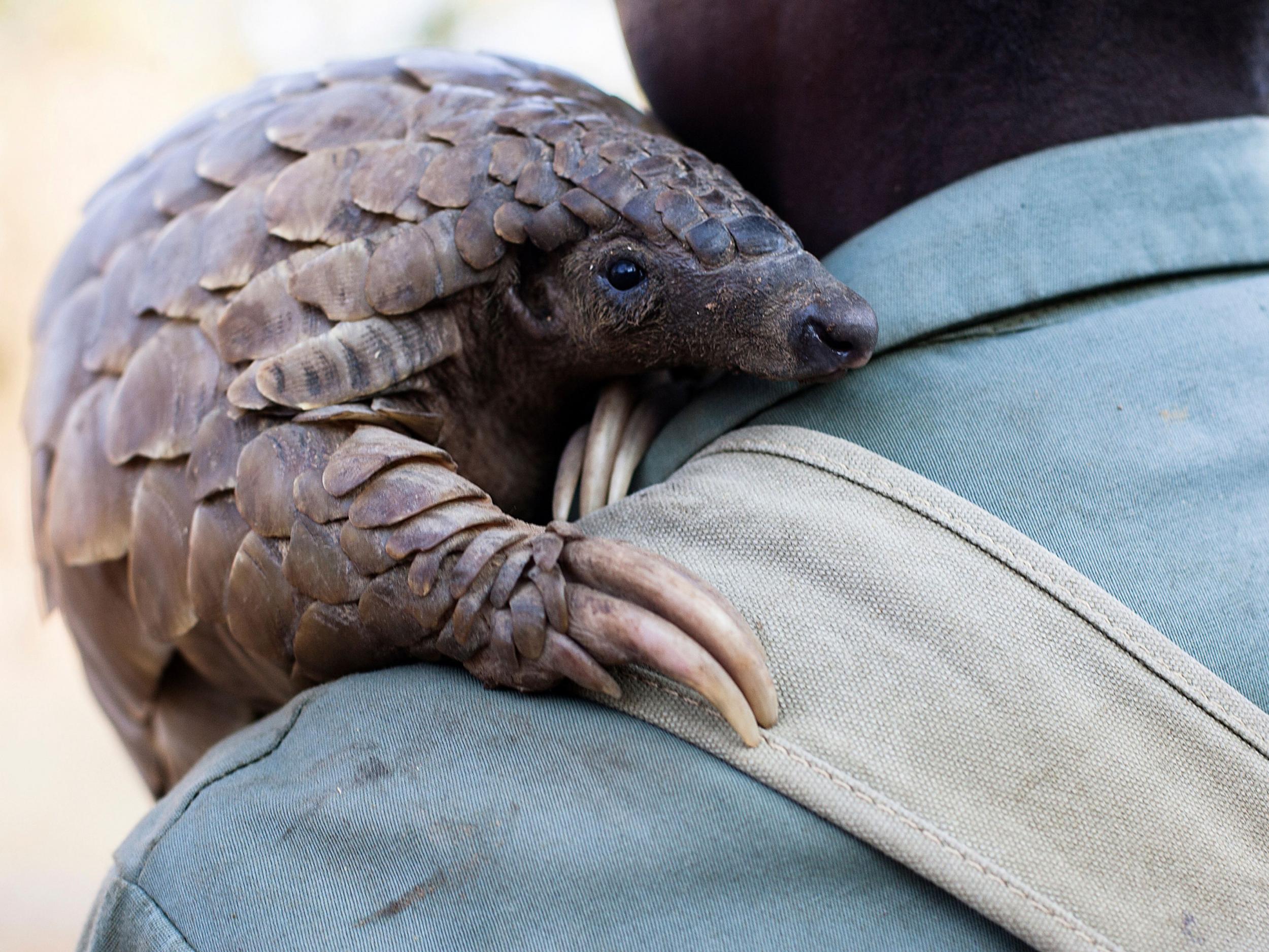 All eight species of pangolin are threatened by poaching, due to the demand for their scales and meat
