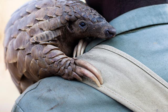 All eight species of pangolin are threatened by poaching, due to the demand for their scales and meat